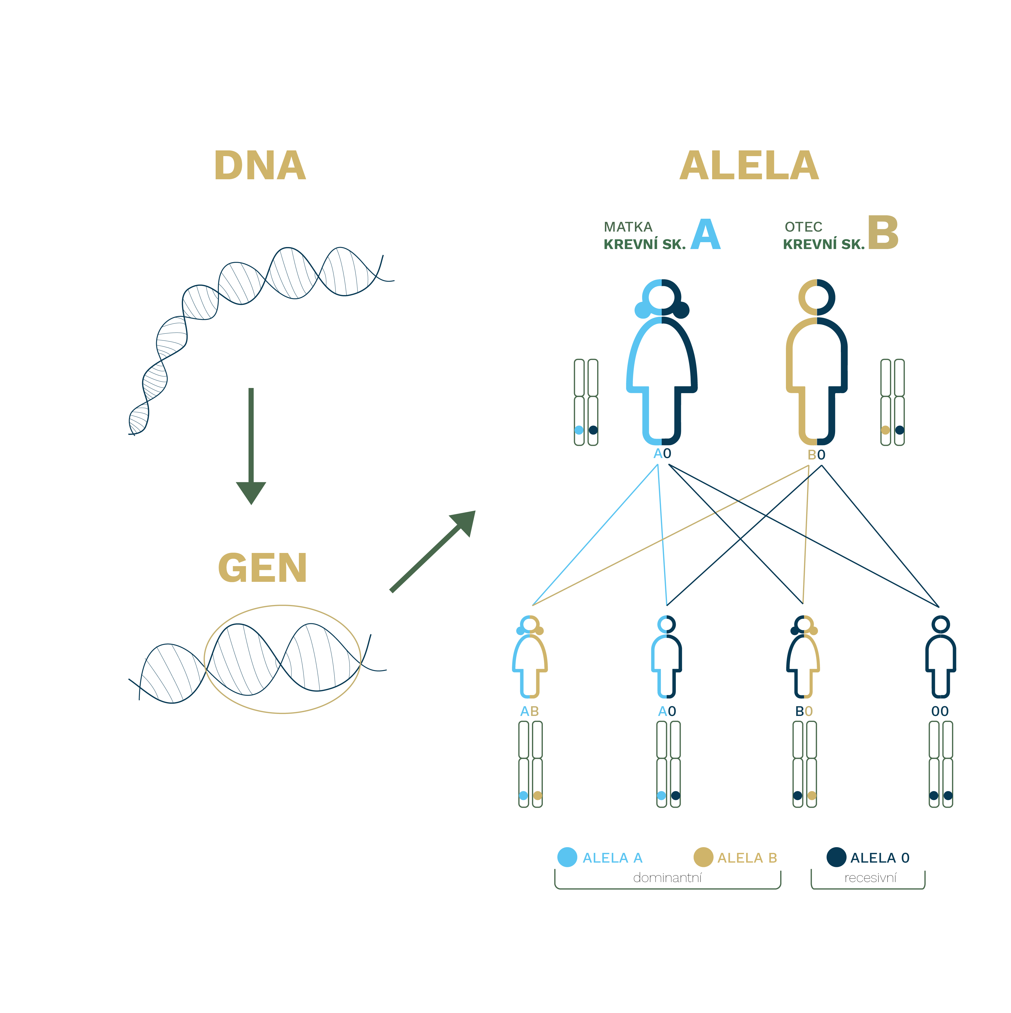 Okénko do úžasného světa genetiky