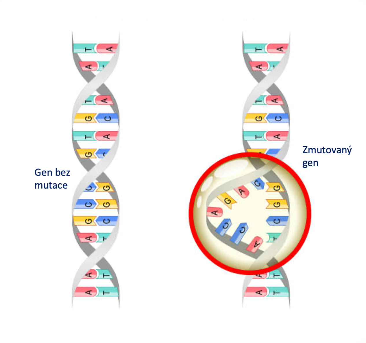Okénko do úžasného světa genetiky