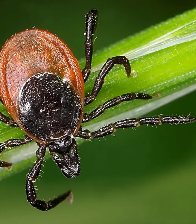 Naše genová výbava může ovlivnit pravděpodobnost nakažení klíšťovou encefalitidou